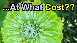 Robotic Bees vs Real Pollinators | Can (or Should??) Technology Replace Nature?