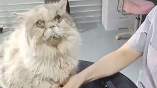 Transforming a Senior Cat with Love & Care 🐾 | Pet Grooming in Singapore screenshot 4