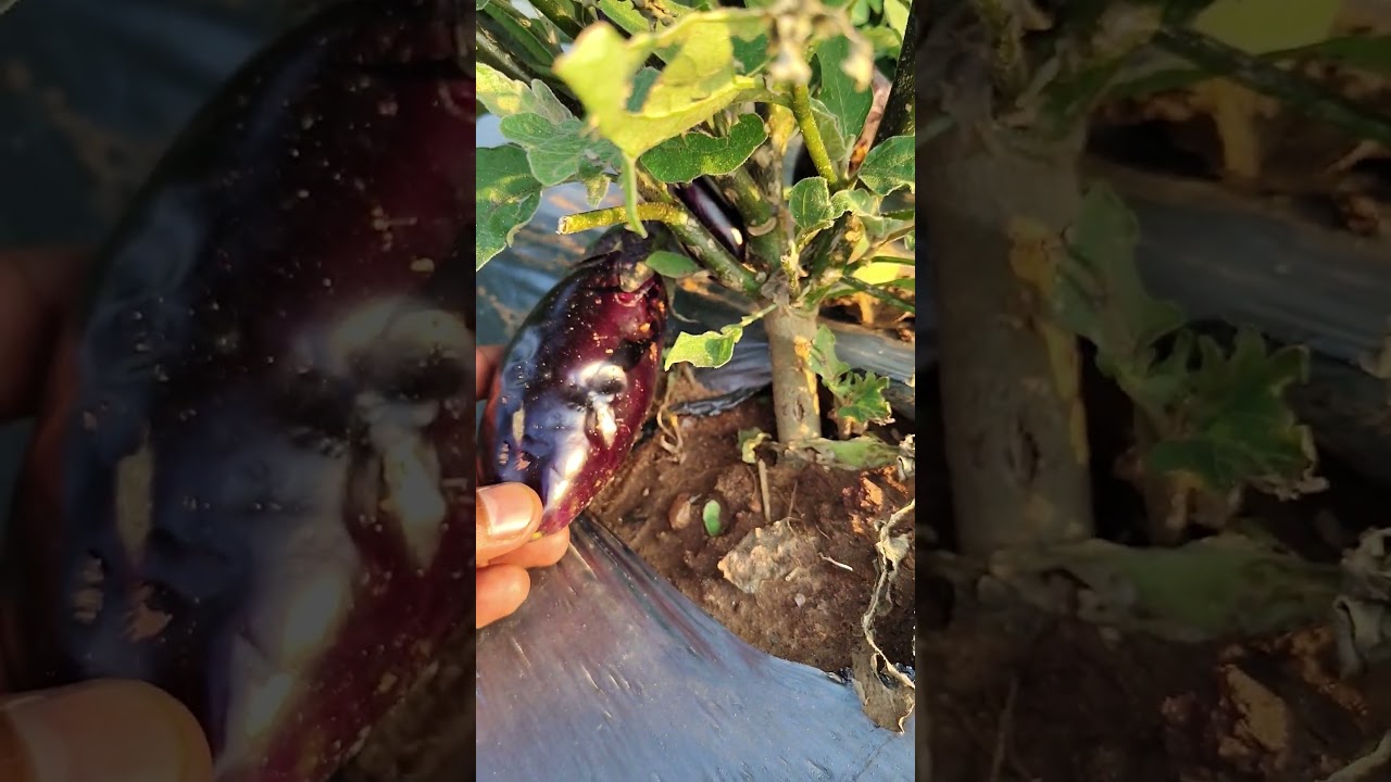किसान हुआ बर्बाद #shorts #viralshorts #richagrifarmer #agriculture #explore #youtubeshorts