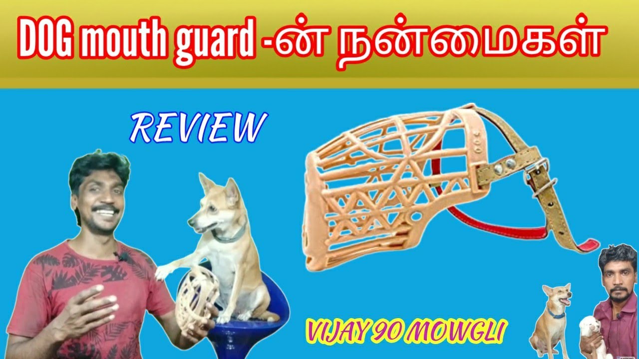 Dog mouth guard or dog mask இதில் இவ்வளவு நன்மைகள் இருக்கா? ஆச்சரியம் கலந்த உண்மை