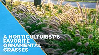 Why your yard needs ornamental grasses right now (and a horticulturist's favorites)