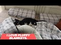 Hilarious Cat Can&#39;t Get Enough of Jumping on Fluffy Blankets..