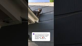Kitten almost fell trying to get down