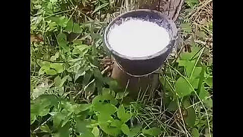 Как добывают каучук в Таиланде