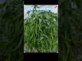 🌶"मिर्च के पौधे को झाड़ी जैसा घना बनाने का सीक्रेट 🌱#homegarden #shortvideo