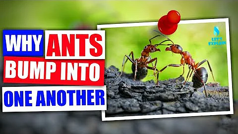 Why Ants Bump into each other - DayDayNews