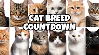 10 most popular cat breeds