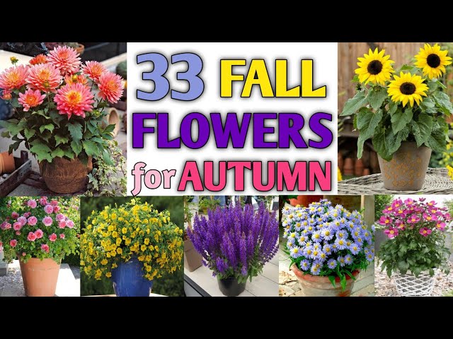 33 Fall Flower Plants for Autumn | Best Fall Flower Plants to grow in Autumn | Plant and Planting class=