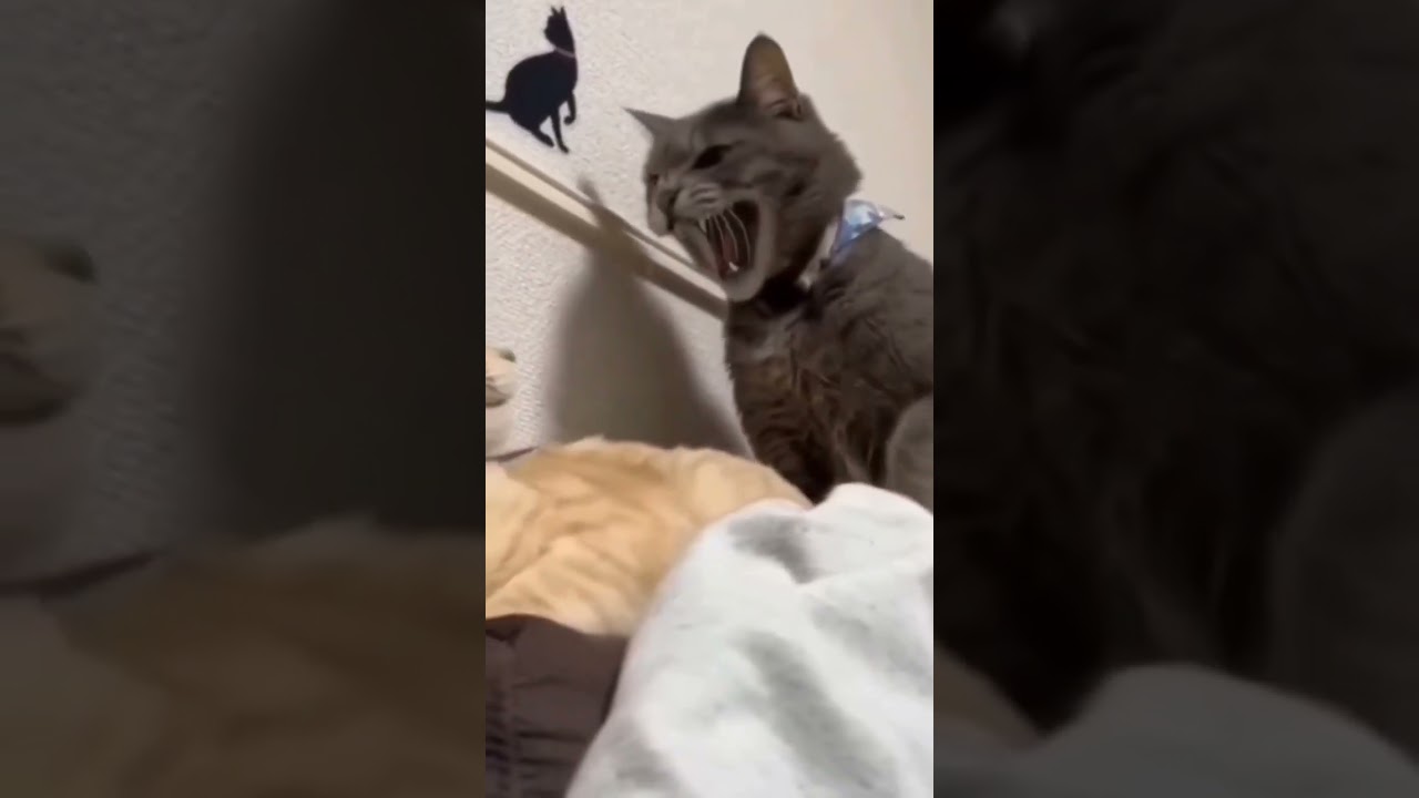 I edited TF2 voices into random cat videos because I was bored