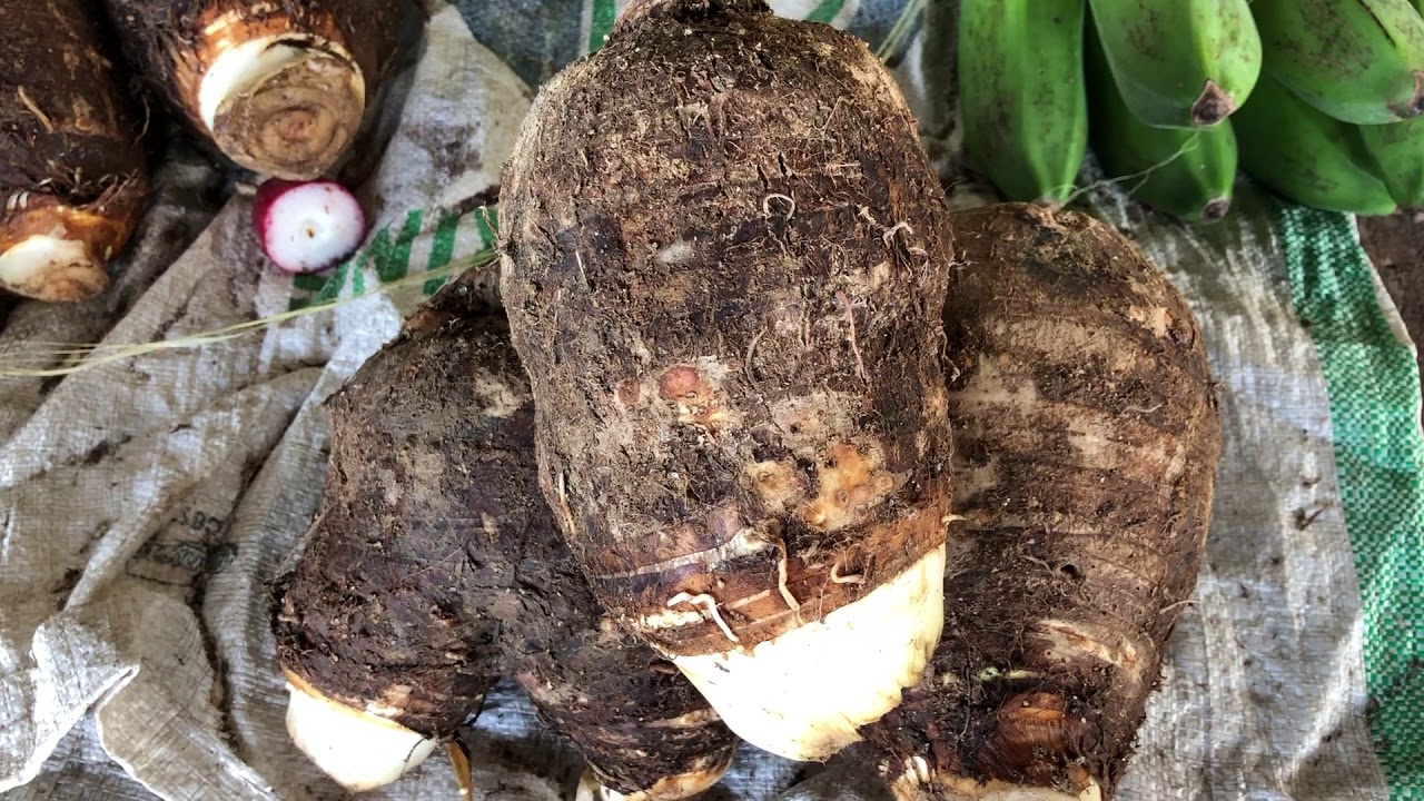 Colocasia esculenta is a tropical plant grown primarily