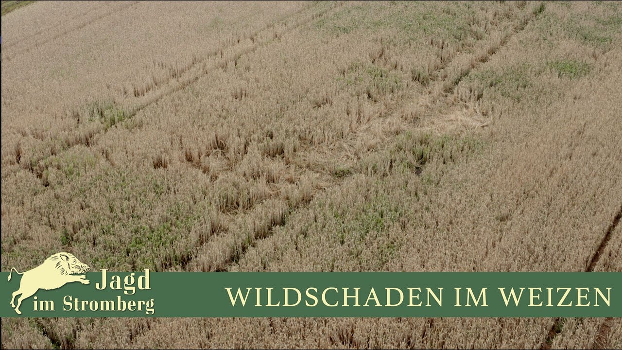 Wildschaden im Getreide - YouTube