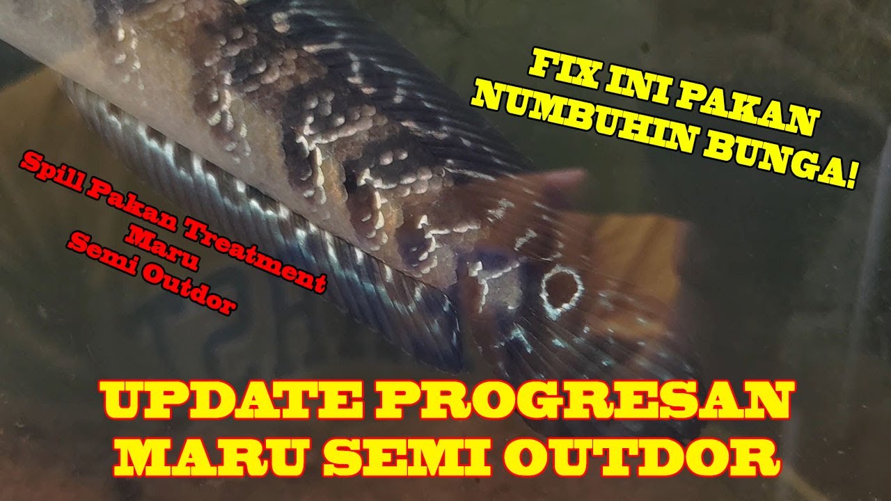 INI NIH PAKAN YANG BIKIN MARU BERBUNGA !!! || Update Progresan Maru Semi Outdor