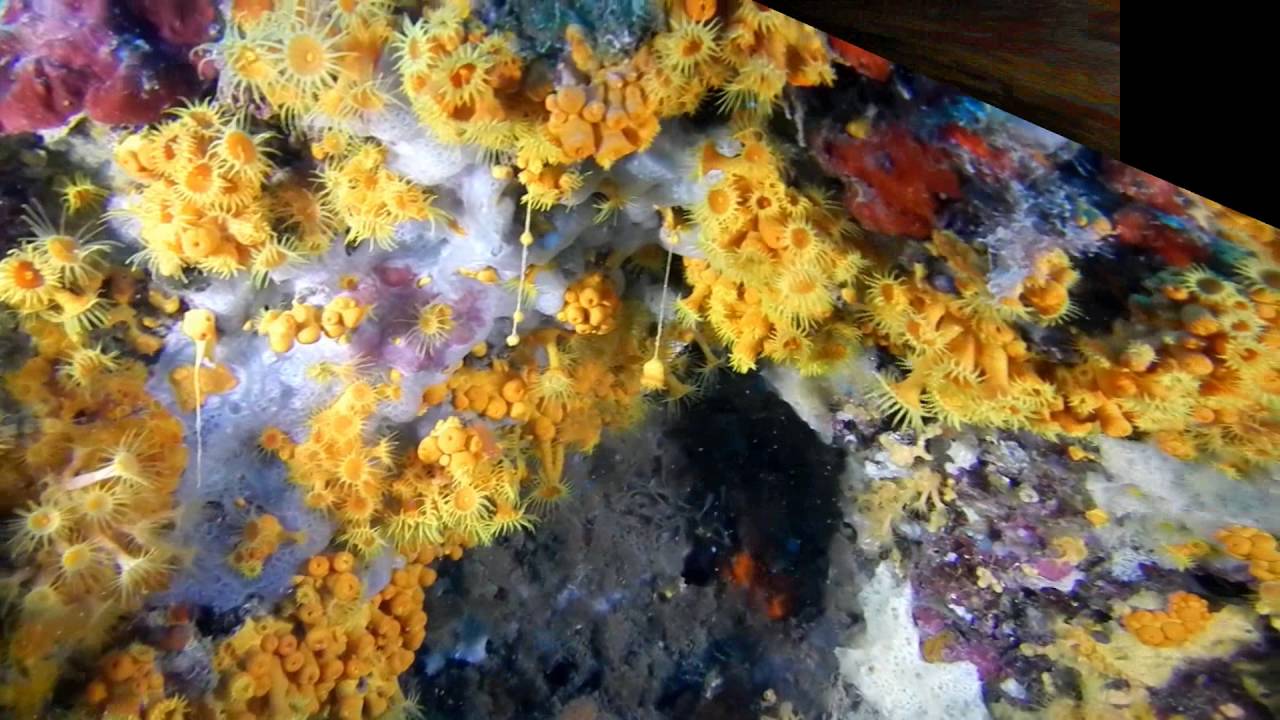 Immersione Bergeggi con Saet Sub Magenta