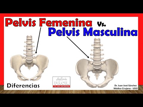 🥇 DIFERENCIAS ENTRE PELVIS FEMENINA Y MASCULINA 3D!. ¡Explicación Sencilla!