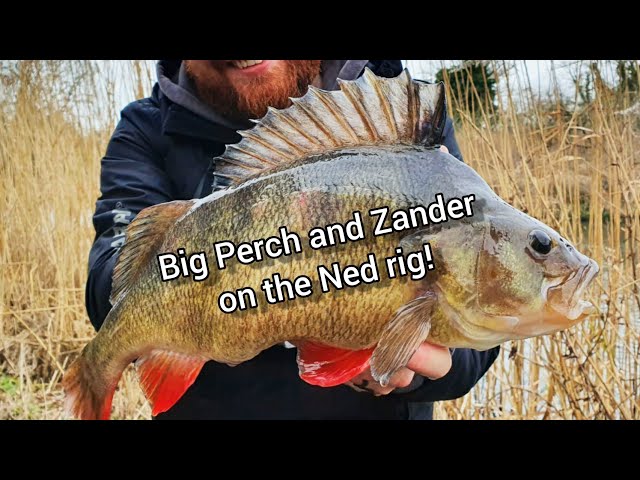 Big, Bigger and Very Big Perch and Canal Zander on the Ned Rig