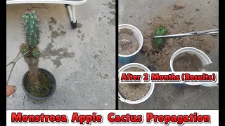 how to grow monstrosa apple cactus from stem cuttings | cereus repundas f monstrosa propagation
