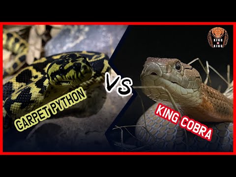 KING COBRA vs CARPET PYTHON ‼️( ophiophagushannah vs python ) 킹코브라 vs 파이썬 LIVE FEEDING snake video