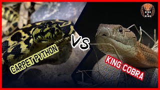 KING COBRA vs CARPET PYTHON ‼️( ophiophagushannah vs python ) 킹코브라 vs 파이썬 LIVE FEEDING snake video by King of King - king cobra keeper 8,964 views 1 year ago 9 minutes, 48 seconds