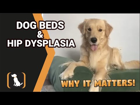 How a Real Orthopedic Dog Beds Helps with Hip Dysplasia | Big Barker