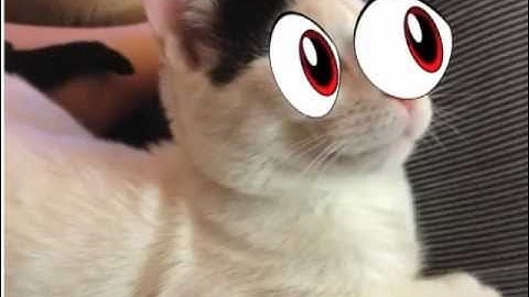 Draw, Animate and add Sound to Pet Photos on the iPhone using Doink Express App