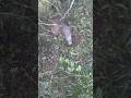 イノシシの止め刺し#有害駆除#狩猟#くくり罠#危険生物