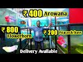 ரூ 400 Arowana | India's Biggest flowerhorn wholesaler| kolathur fish market| Imported exotic fishes