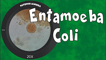 Qual a diferença entre Entamoeba coli e histolytica?