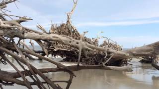 Driftwood Beach
