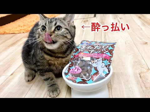 子猫に初めてまたたびドーナツをあげたら酔っ払っておかしくなっちゃいましたw