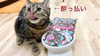 子猫に初めてまたたびドーナツをあげたら酔っ払っておかしくなっちゃいましたw