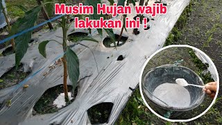 Cara menetralkan ph tanah dimusim hujan tanaman cabe.