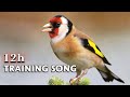 Goldfinch singing 12h training song  make your birds sing like mine