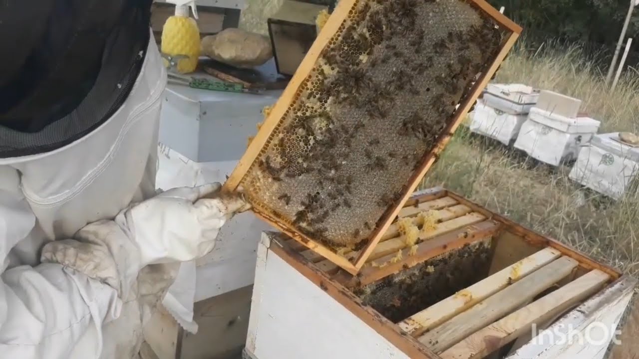 BAL AKIMI SONUNA DOĞRU ZAYIF ARILARIN BAL KONTÜROLÜ #arıcılık#bal#akımı#