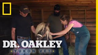 Runaway the Mini-Horse | Dr. Oakley, Yukon Vet Net Worth
