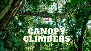 Tree Climbing in Costa Rica - Trailer