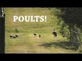 2022 POULT REPORT