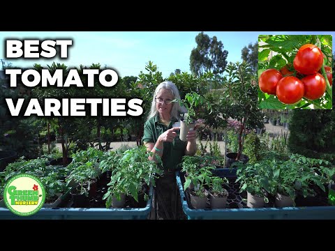 Video: Tomato 