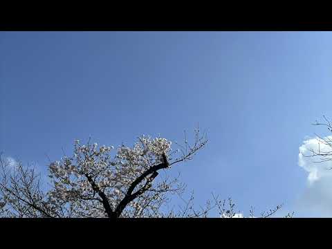【オリジナル曲】春に埋もれて/初音ミク