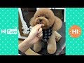 ♥面白いことをしているかわいい犬と猫P25♥面白い動画2018