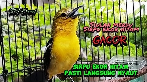 Suara burung cipoh EKOR HITAM gacor!!ampuh untuk pancingan Sirtu bahan muda hutan #sirtugacor