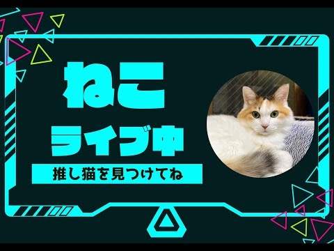 人懐っこい猫が暮らす癒しの温泉旅館　猫部屋ライブ配信中