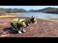 【保護猫、初めてのお散歩】トトちゃん出発だ！
