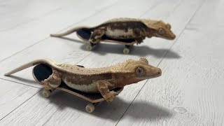 Crested geckos ride on sk8board