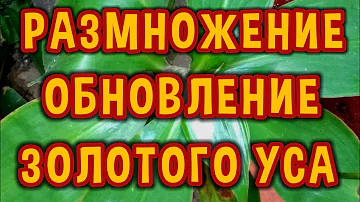 Золотой Ус. Обрезка, Обновление, Размножение.