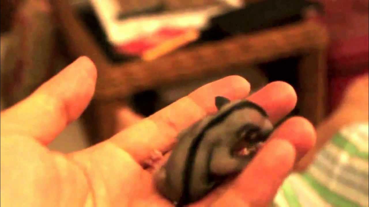 Sugar Gliders Joey Crabbing 1st week OOP YouTube