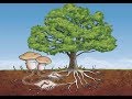 Природное Земледелие - Многолетние растения. Часть 2 / Виктор Максименков