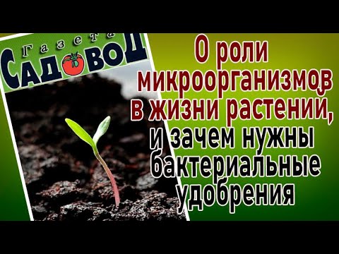 О роли микроорганизмов в жизни растений, и зачем нужны бактериальные удобрения