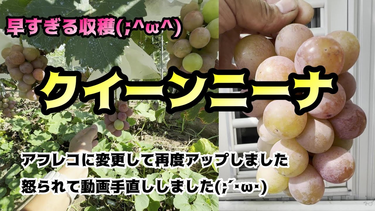 アフレコに変更再アップ分。クイーンニーナ収穫、早すぎの糖度測定ルートラップ風ポット分、家庭菜園ぶどう栽培着色