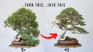 Rocky Mountain Juniper || Eagles Landing
