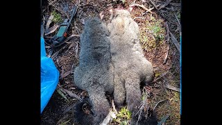 Trapline and Sika stalking